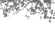 © SB - ワイヤープランツの影　