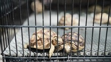 Baby Tortoise Try To Escape From The Metal Cage.