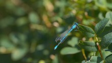 A Blue Dragonfly Sitting On A Green Leaf. Slow Motion. 