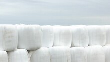Rows of white plastic covered round bales of hay stacked three high on a farmer's field. The silo bales are wrapped in a plastic film protecting the straw feed for farm dairy animals from moisture. 
