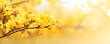 © sam - flowering forsythia in springtime sunshine, floral spring background banner concept with copy space and defocused lights in saturated yellow color