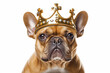 Red fawn French Bulldog dog with golden crown on head on white background