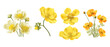 Yellow flowers of Echscholtzia. California golden poppy. Collection yellow watercolor flowers. Vector illustration.