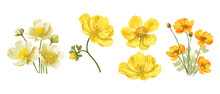 Yellow Flowers Of Echscholtzia. California Golden Poppy. Collection Yellow Watercolor Flowers. Vector Illustration.