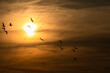Seagulls flying against the setting sun