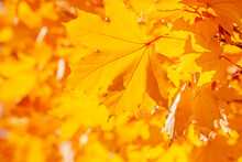 Close Up Of Yellow Maple Tree Leaves