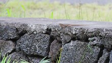 Brown Anole Lizard Perched On Stone Wall Extending Dewlap