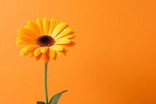 Flower Isolated Nature Daisy Yellow Orange Close-up Bloom Colorful Flora Plant Floral Leaf