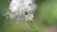 White Crab Spider In Nature, Sitting On Plant. Insect Macro