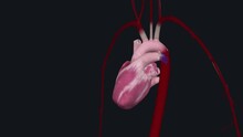 It Pumps Blood Around Your Body As Your Heart Beats