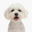 beautiful bichon puppy with fluffy fut sticking out tongue and looking forward
