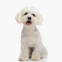 Wall Mural - happy little bichon dog sticking out tongue and panting while sitting