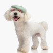 sweet little bichon dog with french beret and glasses panting