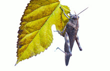 A Grasshopper On A Leaf