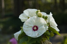 Hibiscus Moscheutos, Old Yella. Malvaceae Family. Hanover Berggarten, Germany
