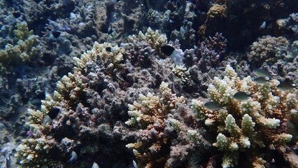 Wall Mural - Colorful coral reef in the red sea