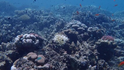 Wall Mural - Steady shot of coral reef in the red sea