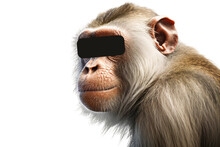 Monkey. Isolated Object, Transparent Background