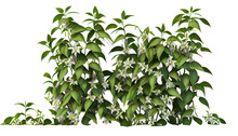 Trachelospermum Jasminoides Creeper Plants, 3d Render, Transparent Background, Png Cutout