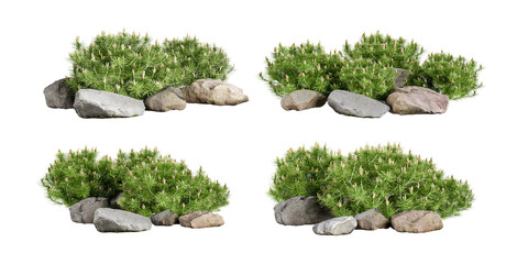 Small pine trees and stones on white bakcground