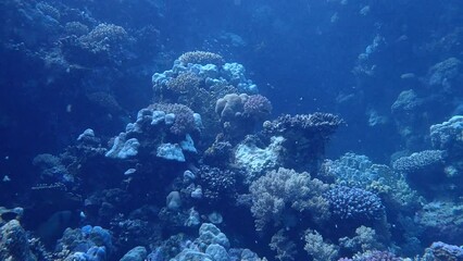 Wall Mural - Coral reef Close Up