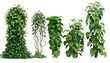 set of tropical creeper plants, 3d render, transparent background, png cutout