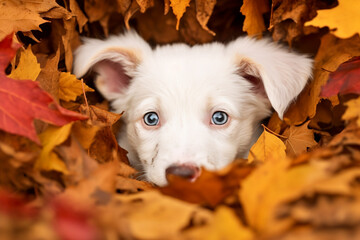 Wall Mural - Cute white dog puppy face surrounded by colorful autumn leaves