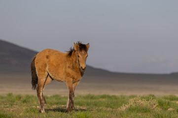 Wall Mural - Wild Horse Foal in the Utah Desert in Springtime