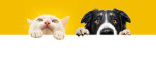 Banner Two Pets. Portrait Cute Kitten Cat And Dog Peeking Over And Looking At Camera. Isolated On Yellow Background Hanging Its Paws Over A Black