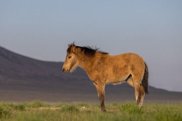 Poster - Wild Horse Foal in the Utah Desert in Springtime