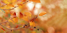 Beautiful Autumn Nature Banner With Yellow Leaves On Tree Branches Or Berry Bushes With Sun And Bokeh, Soft Focus. Autumnal Colorful Bright Foliage In Park Or Forest, Fall Colored Scenic View