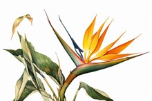 Botanical Illustration Of Strelitzia Bird Of Paradise Flower. Generative AI