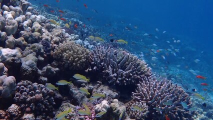Wall Mural - Video of shallow vibrant coral reef in the red sea