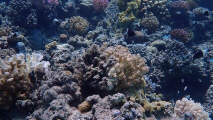 Wall Mural - Steady shot of coral reef in the red sea
