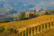 Colorful Autumnal Vineyards And Small Chapel On The Hills Of Langhe.