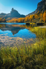 Wall Mural - Colorful larch forest on the shore of the lake Federa