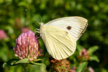 Close-up Of A Small White Butterfly, Also Known As Cabbage White Or Cabbage Butterfly (Pieris Rapae), Picking Pollen From Flowering Clover