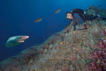 Wall Mural - Scuba diver observes big shark.