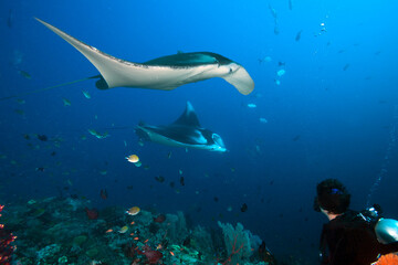 Wall Mural - Diver observes a pair of Manta Rays.