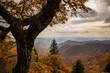 Tree on an overlook of the Blue Ridge Mountains