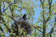 Bald Eaglet Perched In A Nest In Spring In Wisconsin