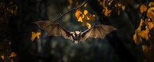 Bat In Flight, Cut Out