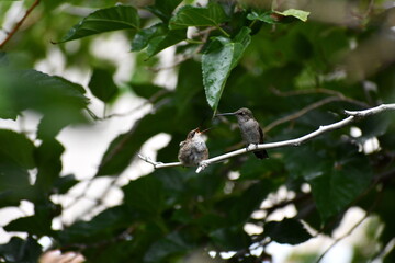 Two hummingbirds in a Tree