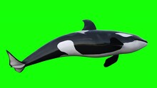 
Orca Whale Swimming And Roll Onto Their Sides On Green Screen.
Isolated Killer Whale (Orcinus Orca) Rolling And Continuing The Swimming.