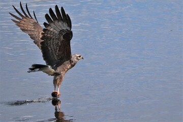 Wall Mural - Endangered Snail Kite On the Hunt Paynes Prairie State Micanopy Gainesville FL