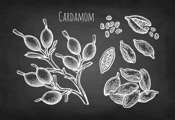 Cardamom chalk sketch set.