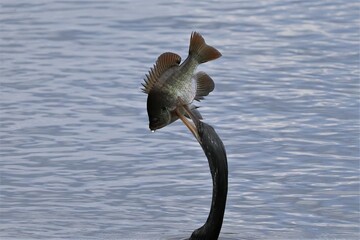 Wall Mural - Anhinga with Fresh Fish Catch Sweetwater Wetlands Parke Gainesville Florida