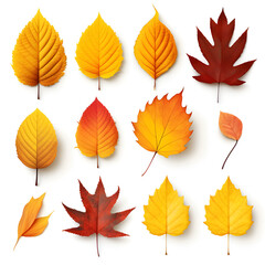 Wall Mural - a set of abstract autumn fallen leaves.