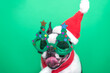 happy Boston Terrier dog in a Santa Claus hat, a red scarf and funny Christmas tree glasses, positively smiles and sticks out his tongue on a green background. concept of New Year and Christmas.