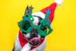 happy Boston Terrier dog in a Santa Claus hat, a red scarf and funny Christmas tree glasses, positively smiles and sticks out his tongue on a yellow background. concept of New Year and Christmas.